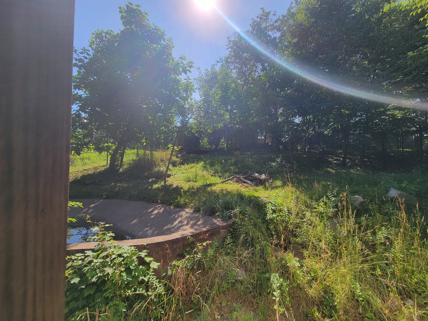 Beardsley 7/22 - Giant anteater and greater rhea yard