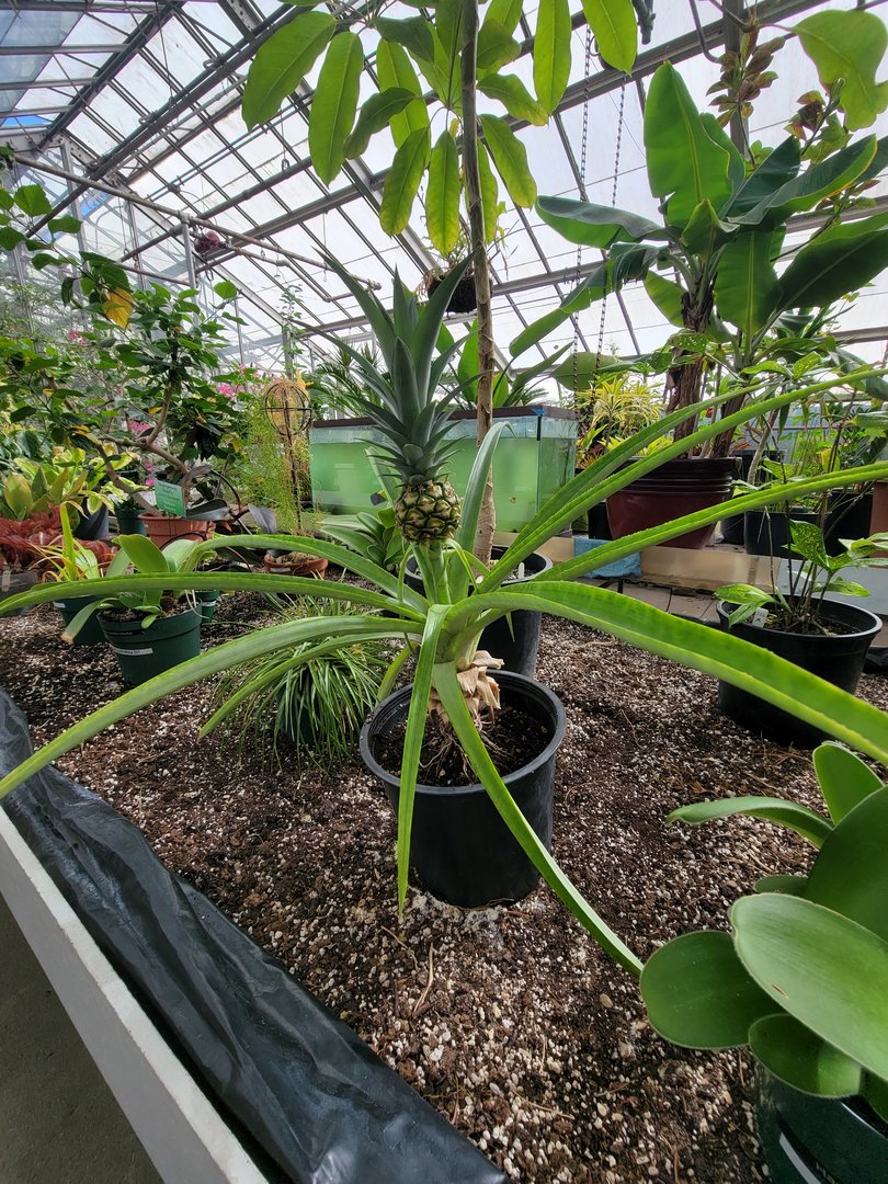Beardsley 7/22 - Greenhouse, a pineapple plant!