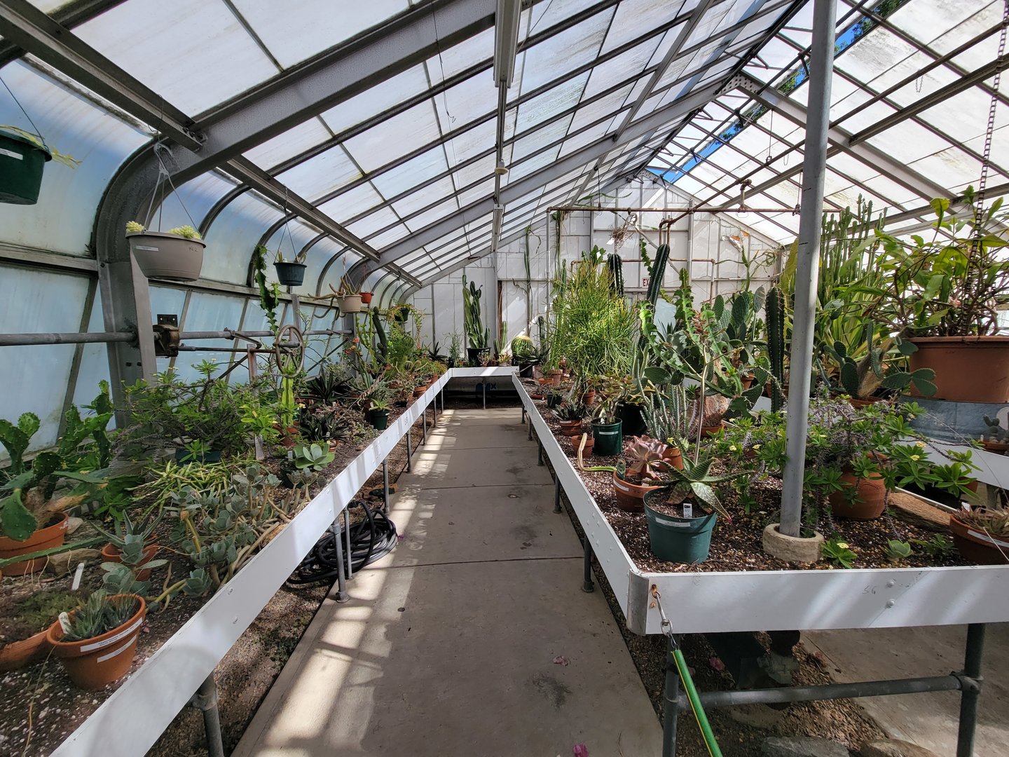 Beardsley 7/22 - Greenhouse, cacti