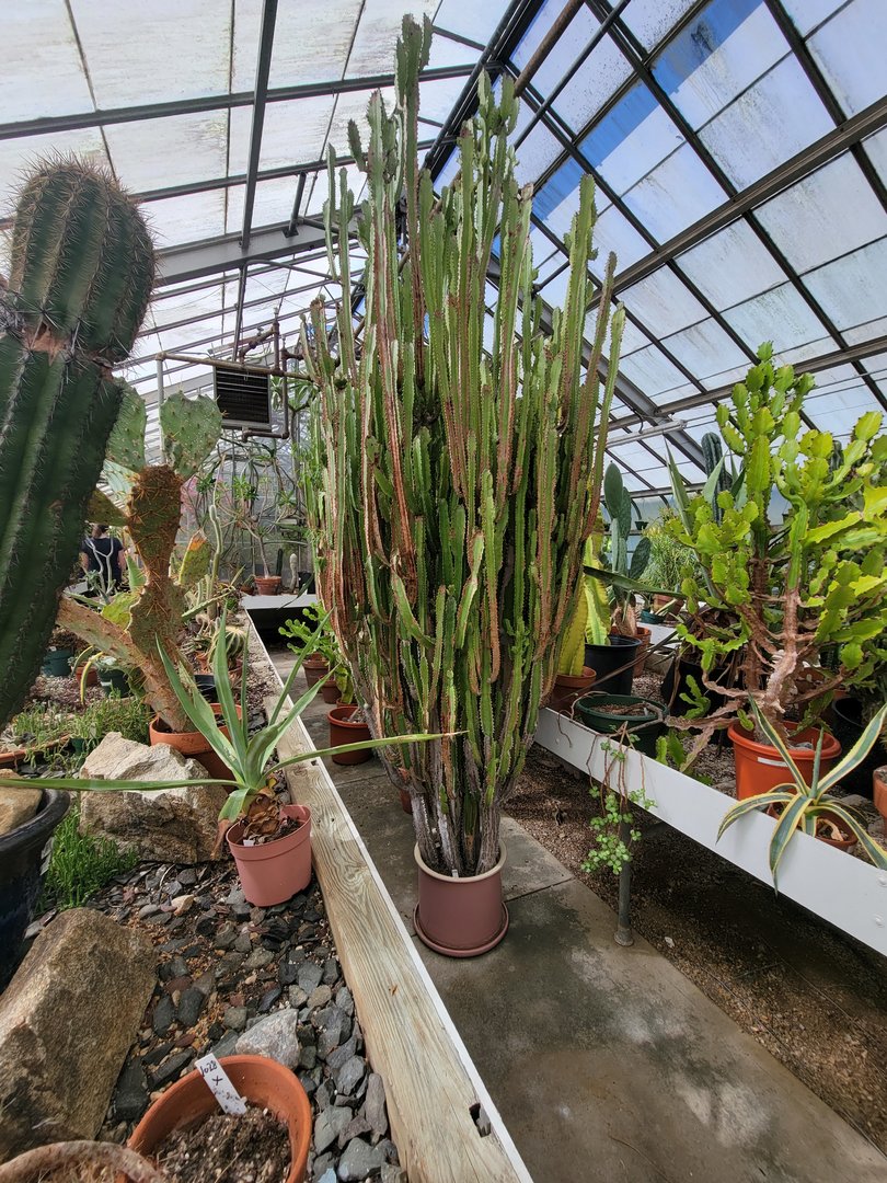 Beardsley 7/22 - Greenhouse cacti