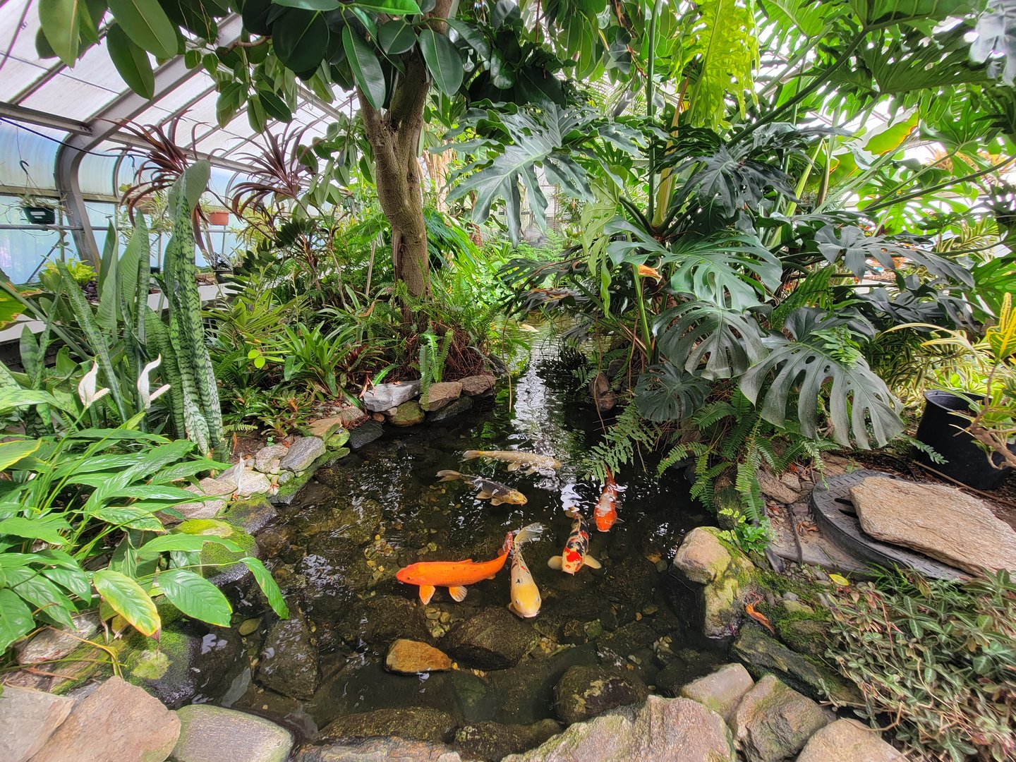 Beardsley 7/22 - Greenhouse koi pond