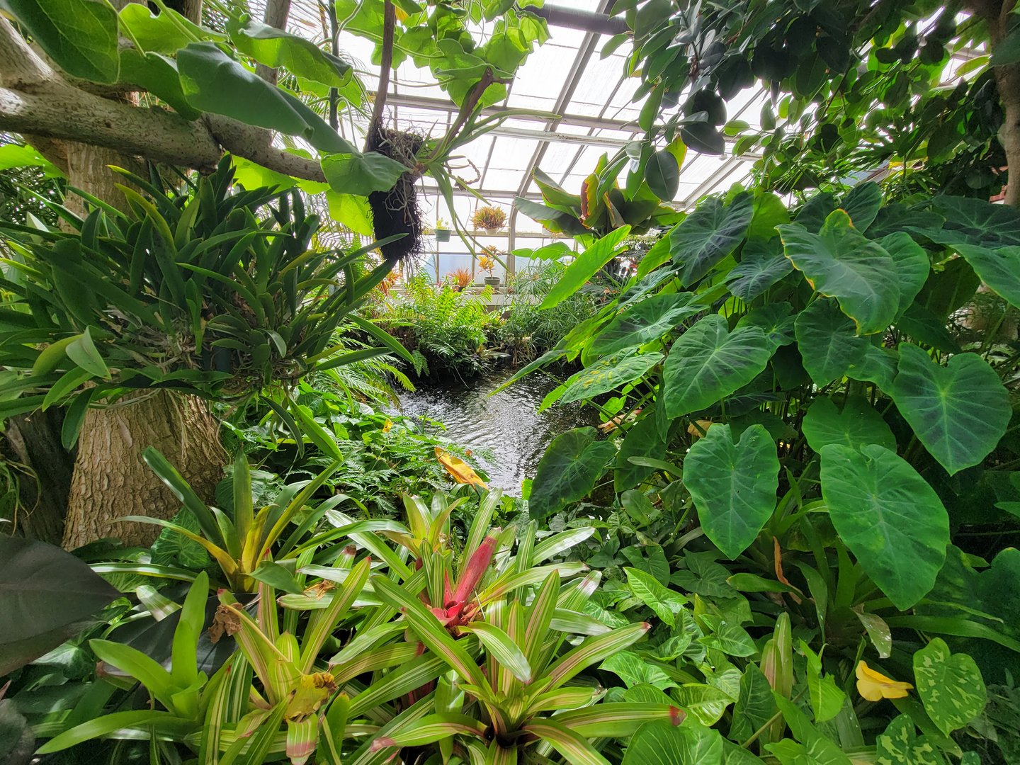 Beardsley 7/22 - Greenhouse pond