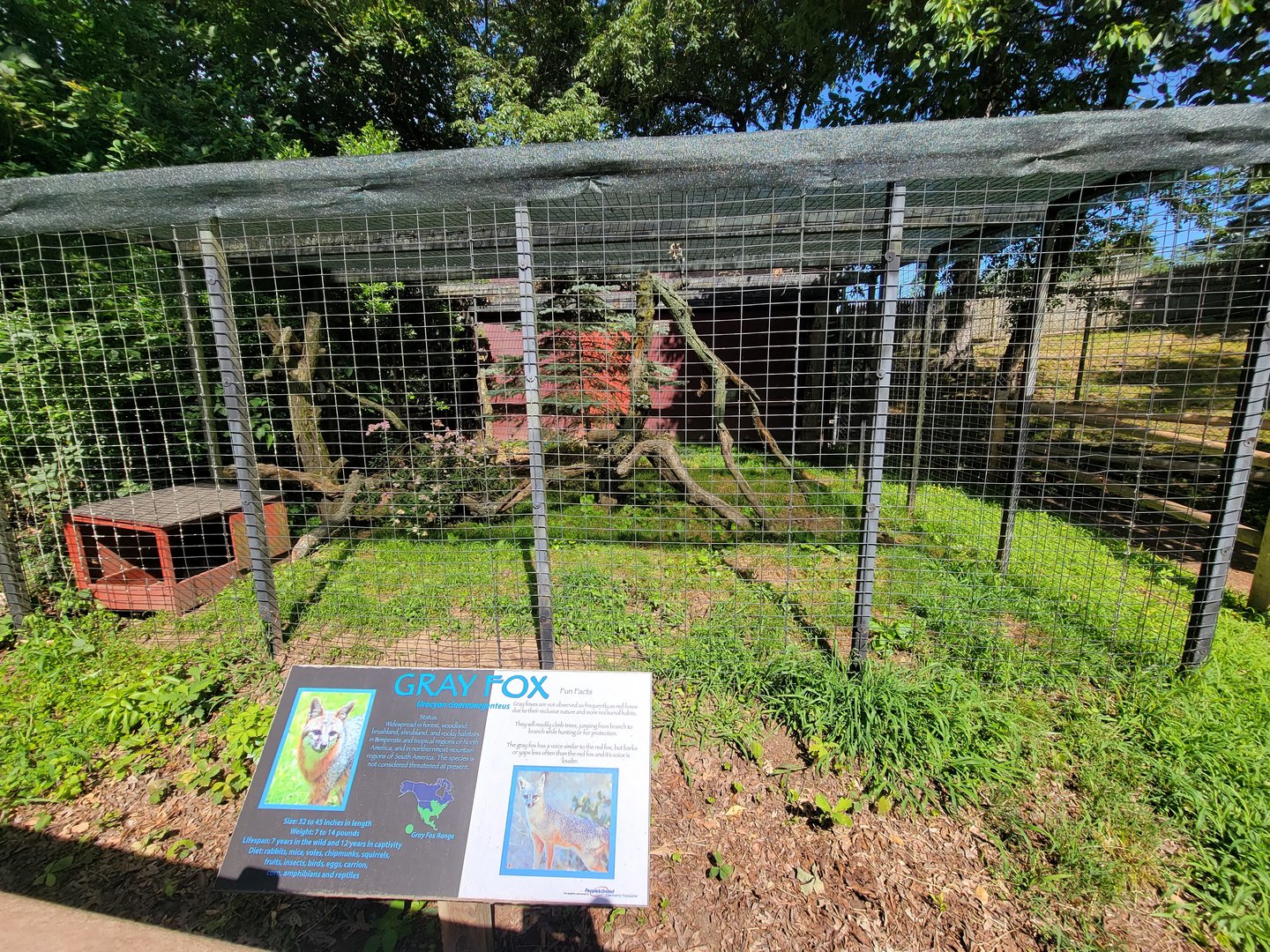 Beardsley 7/22 - Grey fox