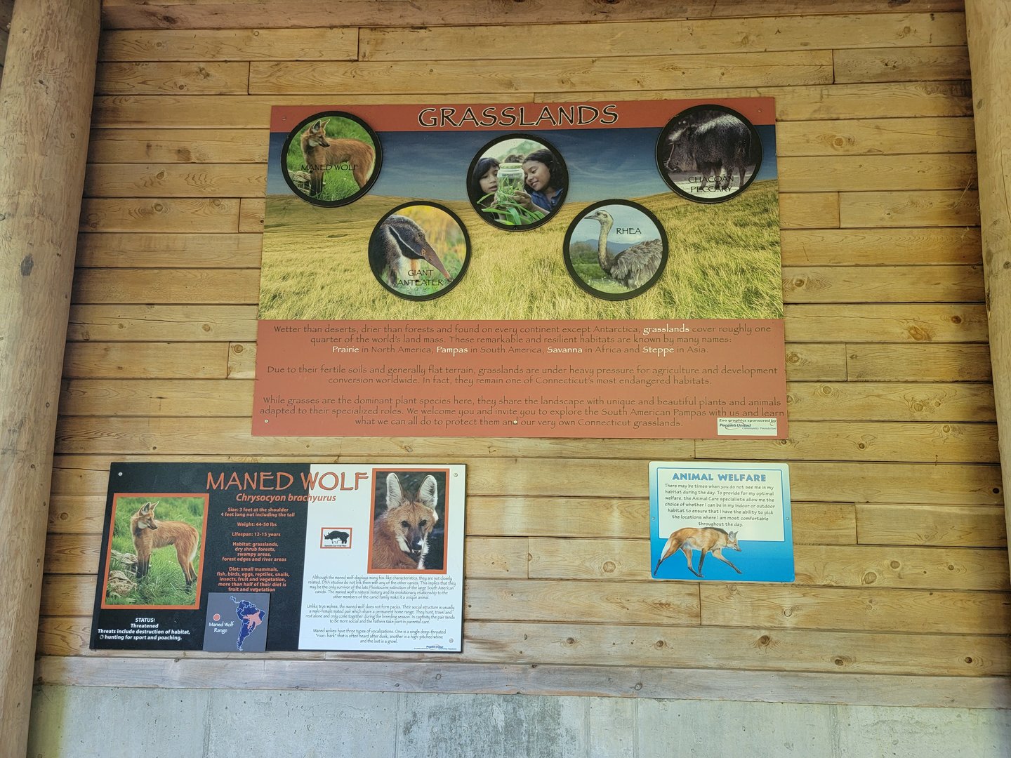 Beardsley 7/22 - Maned wolf info