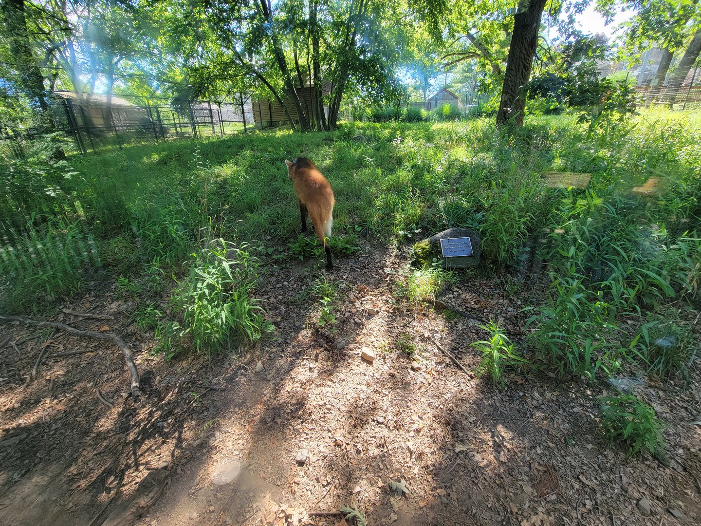Beardsley 7/22 - Maned wolf walking away