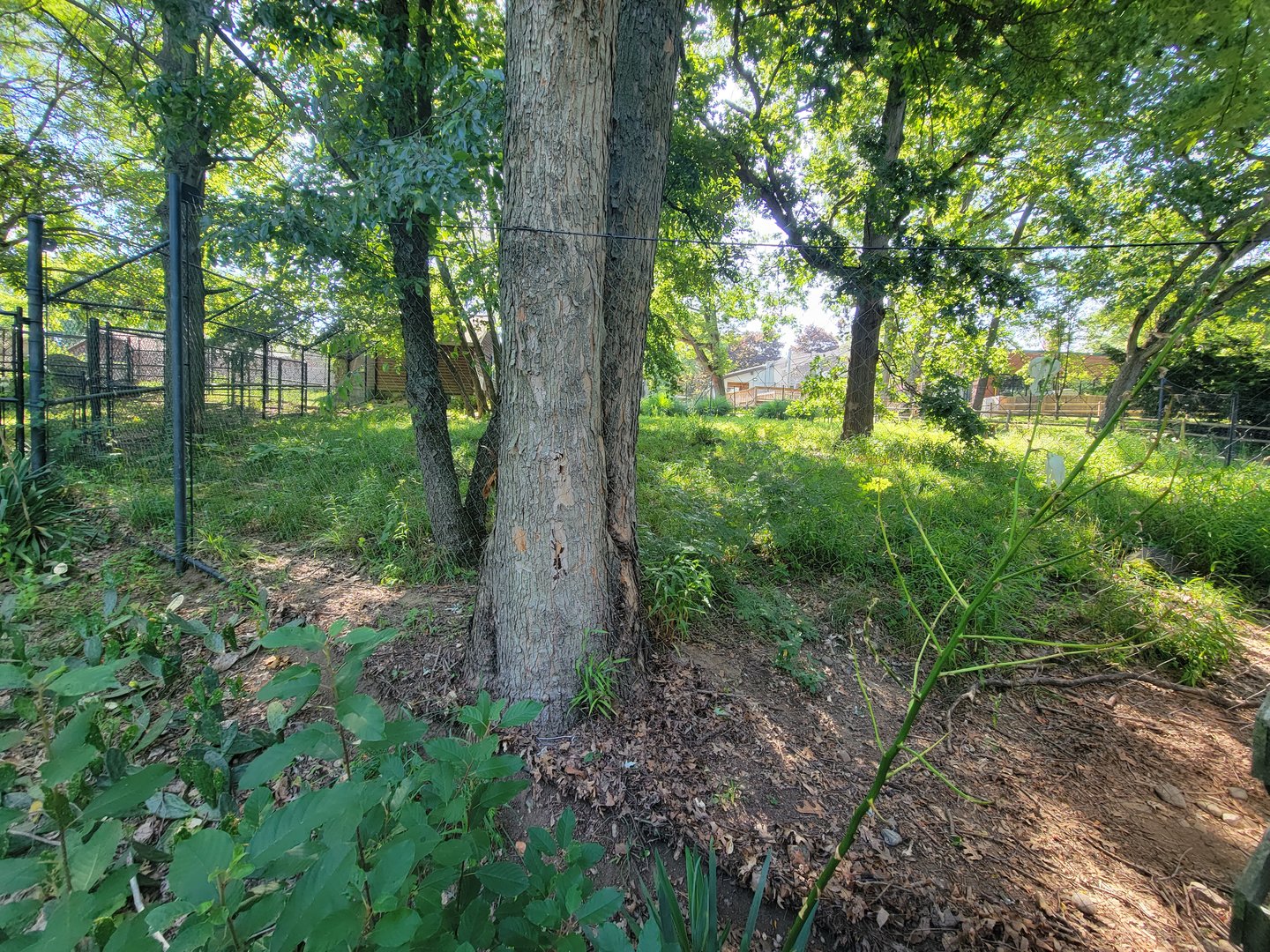 Beardsley 7/22 - Maned wolf yard