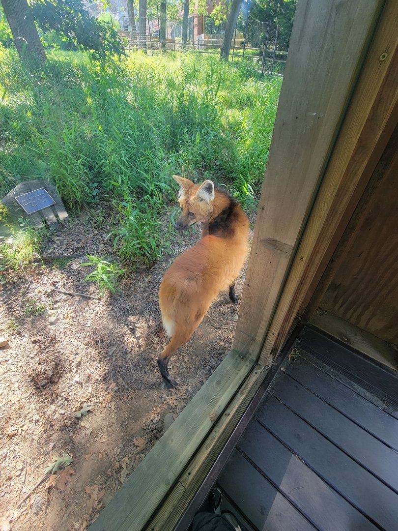 Beardsley 7/22 - Maned wolf