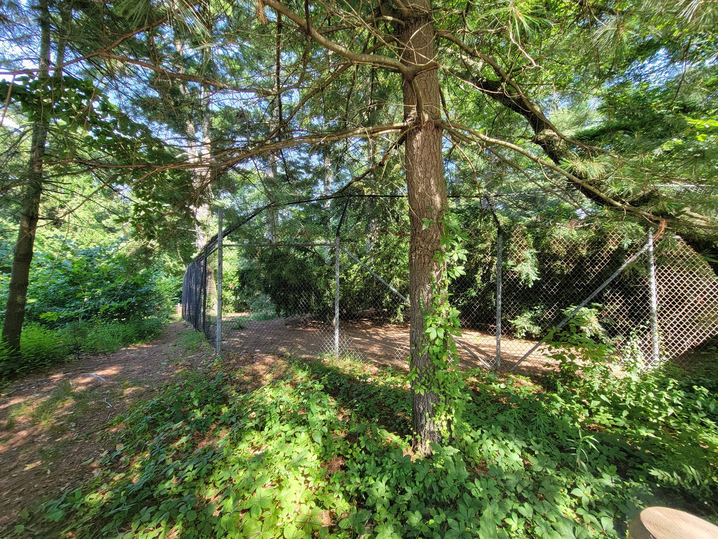 Beardsley 7/22 - Mexican wolves (there's a wolf in this photo)