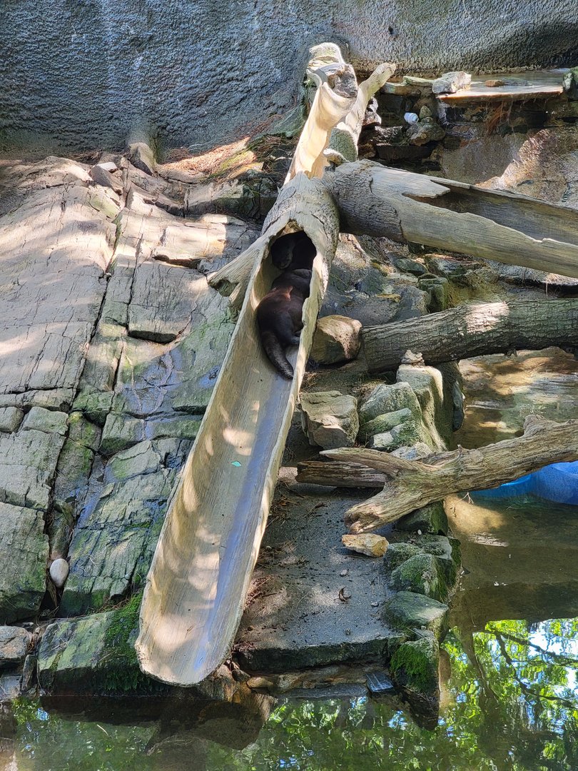 Beardsley 7/22 - North American river otters nap time