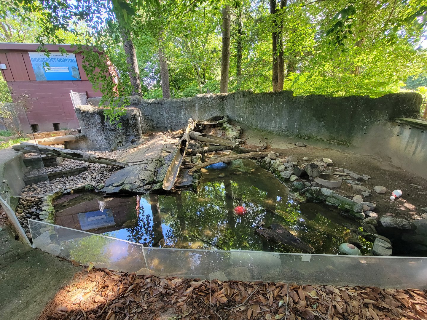 Beardsley 7/22 - North American river otters