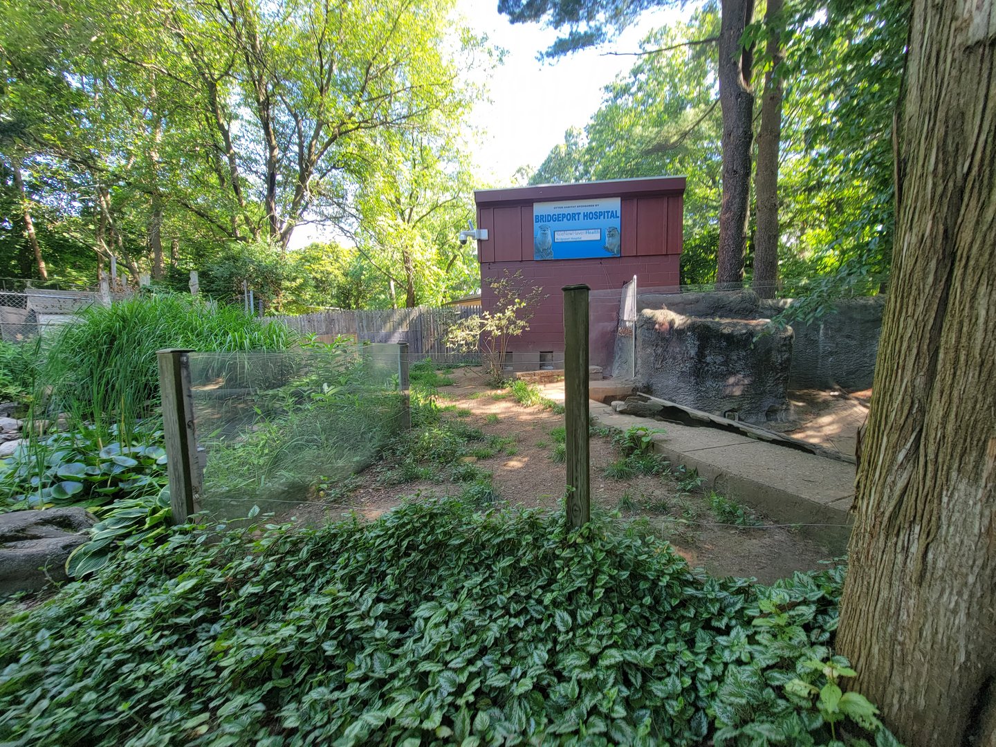 Beardsley 7/22 - North American river otters