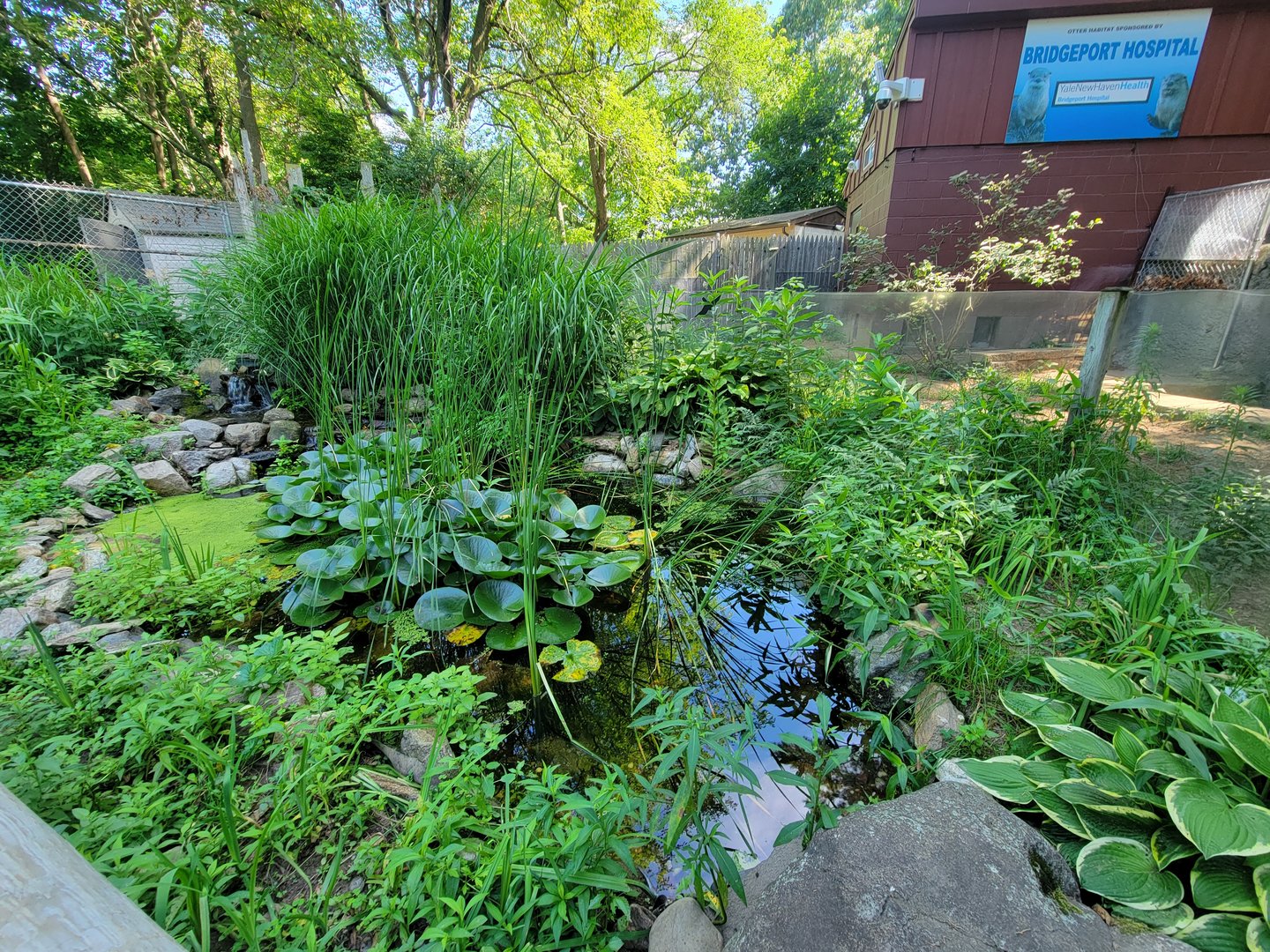 Beardsley 7/22 - Pond area