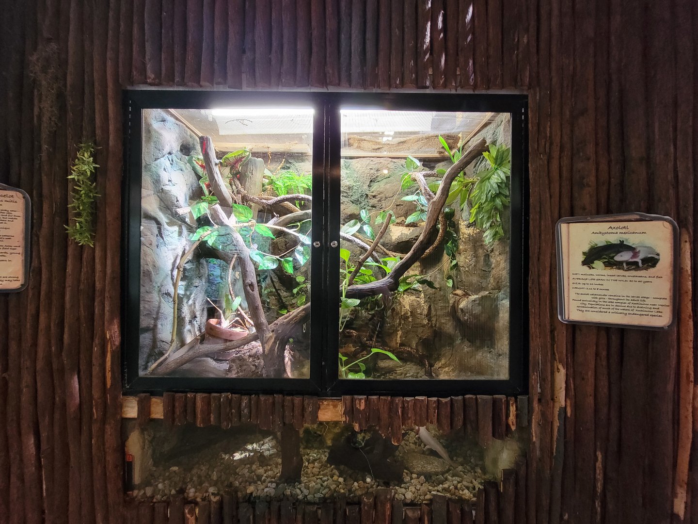 Beardsley 7/22 - Rainforest Building, axolotl
