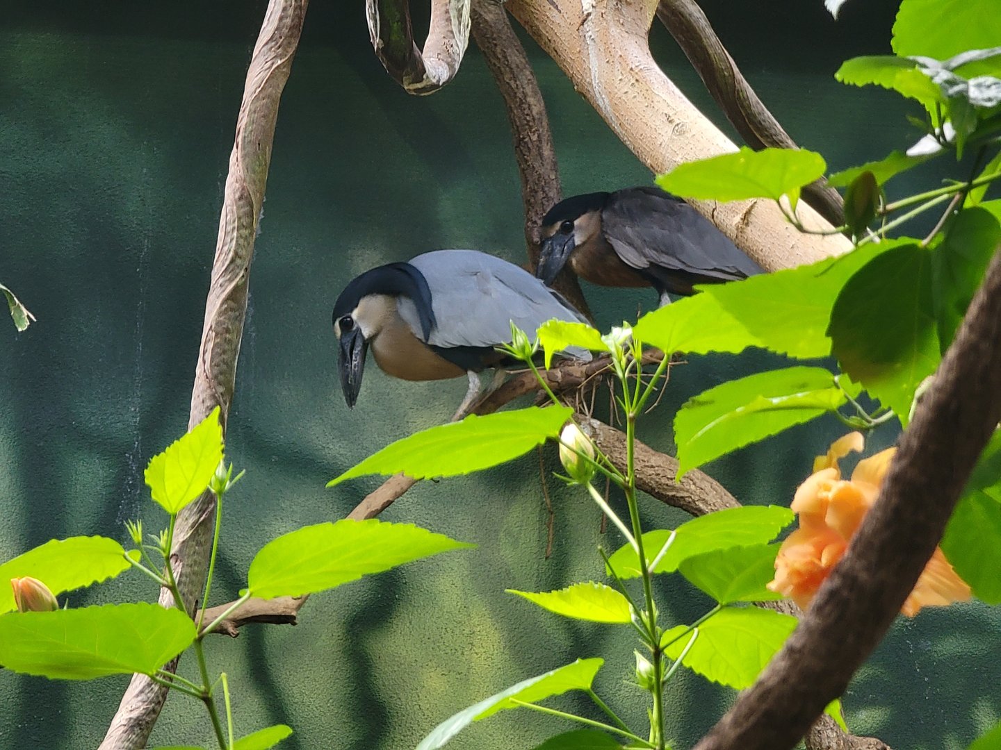 Beardsley 7/22 - Rainforest Building, boat-billed herons