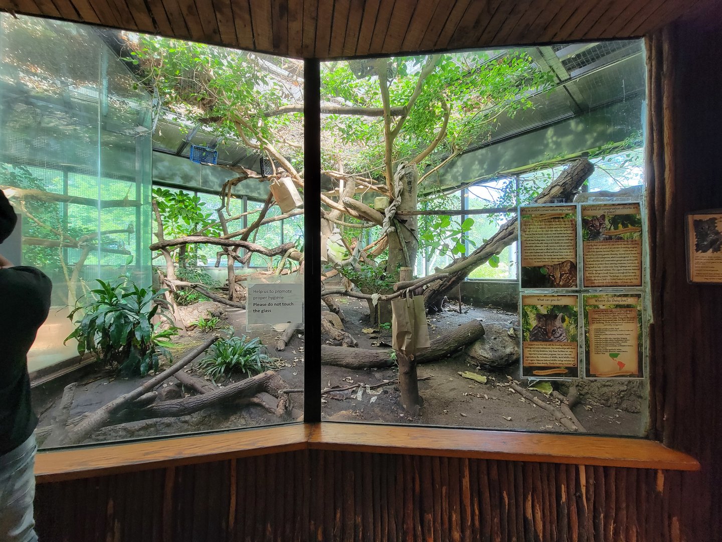 Beardsley 7/22 - Rainforest Building, Brazilian ocelot