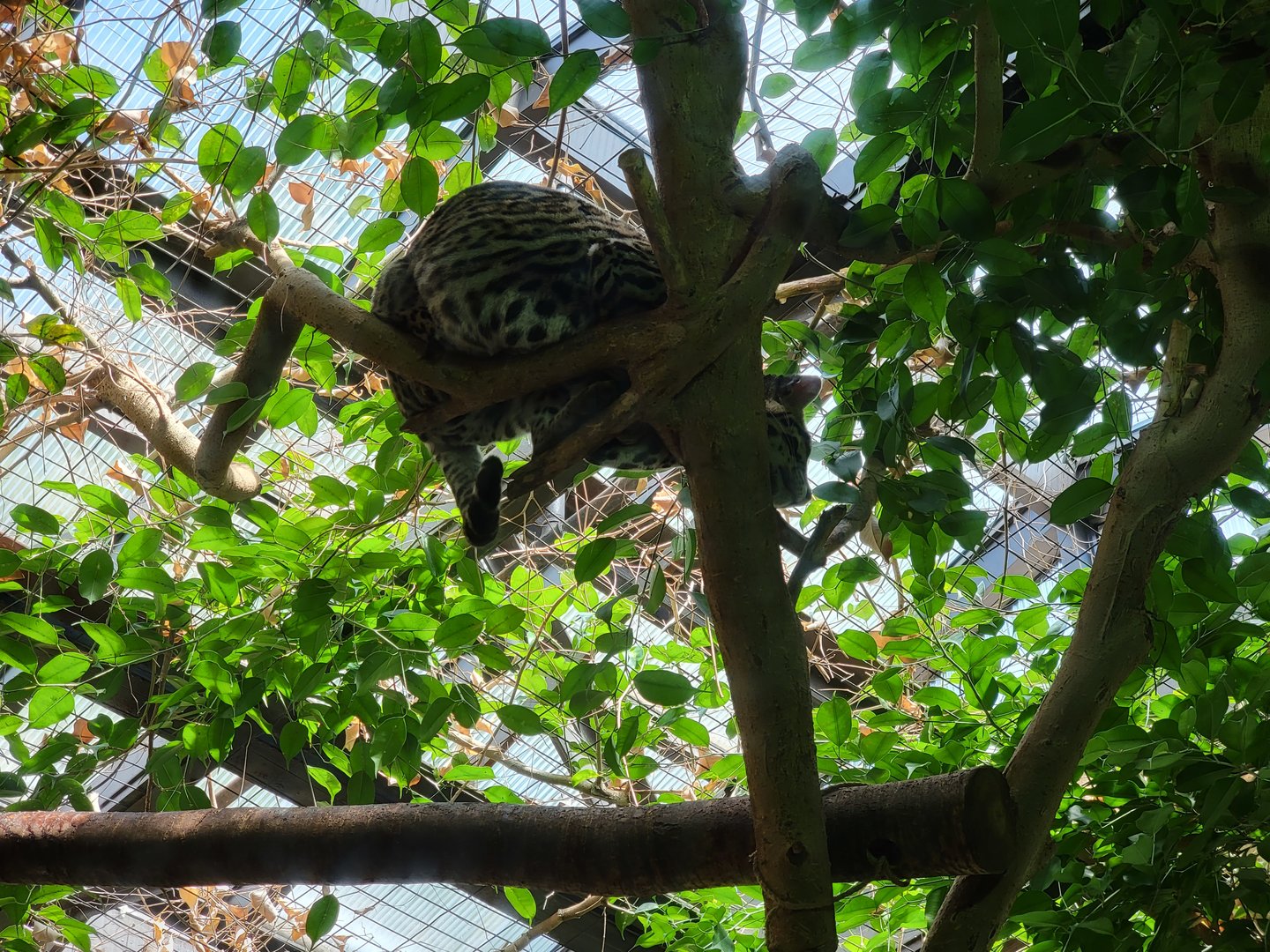 Beardsley 7/22 - Rainforest Building, Brazilian ocelot