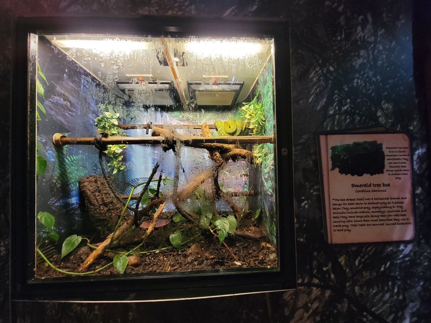 Beardsley 7/22 - Rainforest Building, emerald tree boa