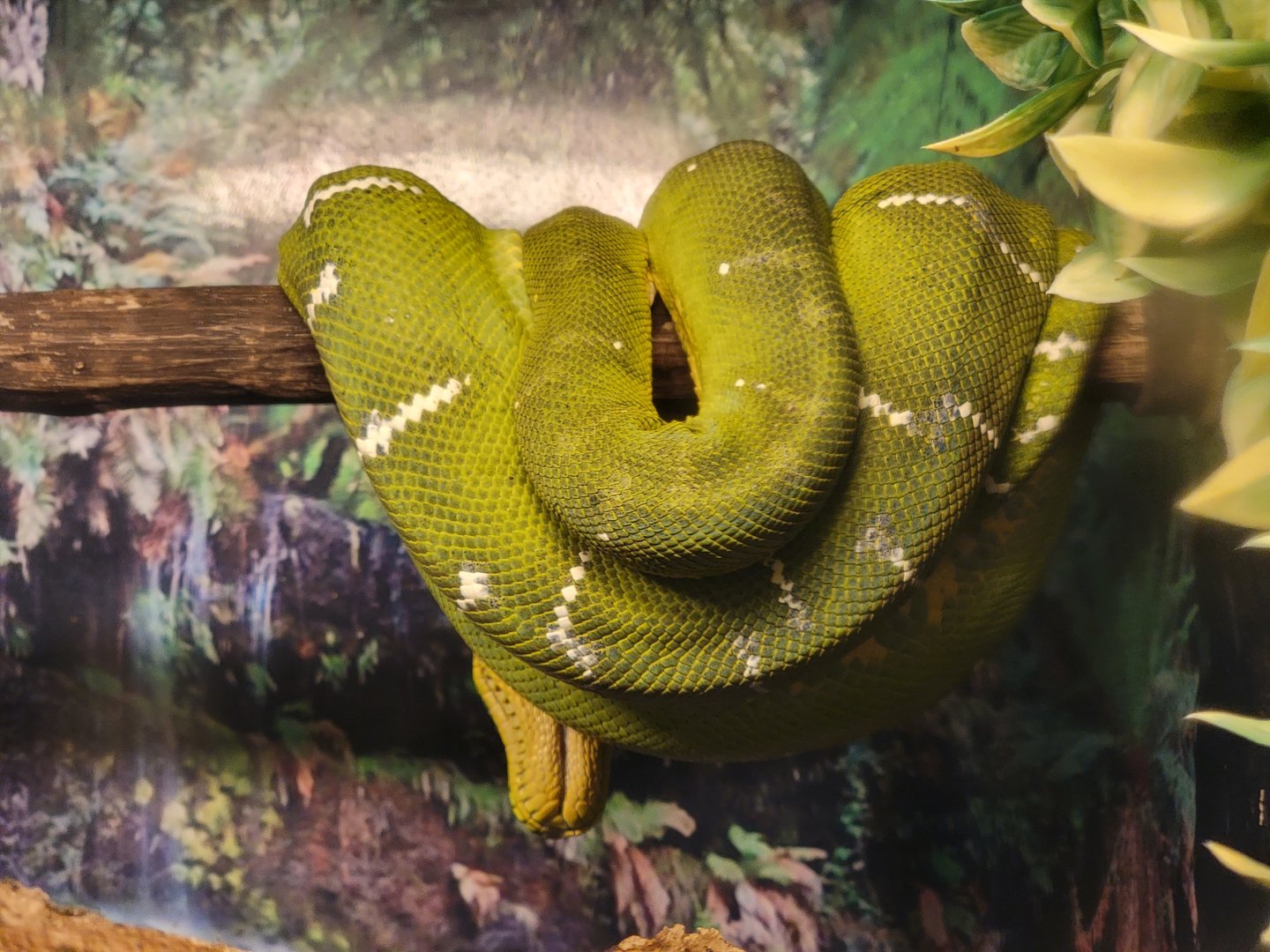 Beardsley 7/22 - Rainforest Building, emerald tree boa