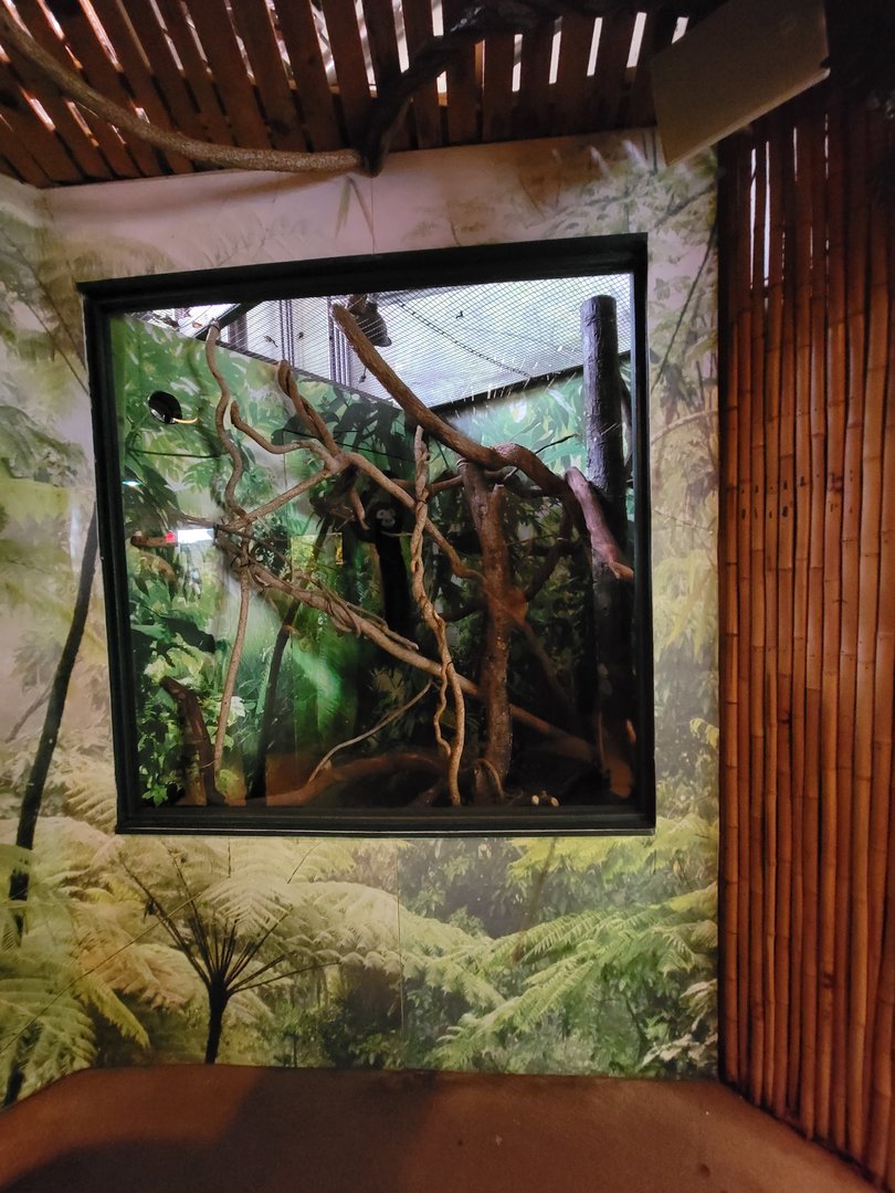 Beardsley 7/22 - Rainforest Building, first exhibit, empty with stuffed monkey