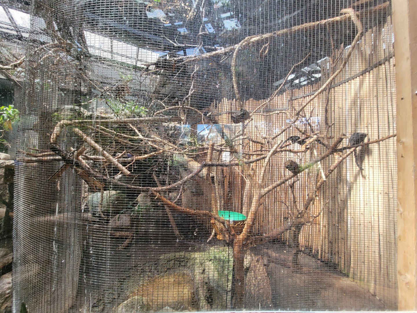 Beardsley 7/22 - Rainforest Building, Goeldi's marmoset