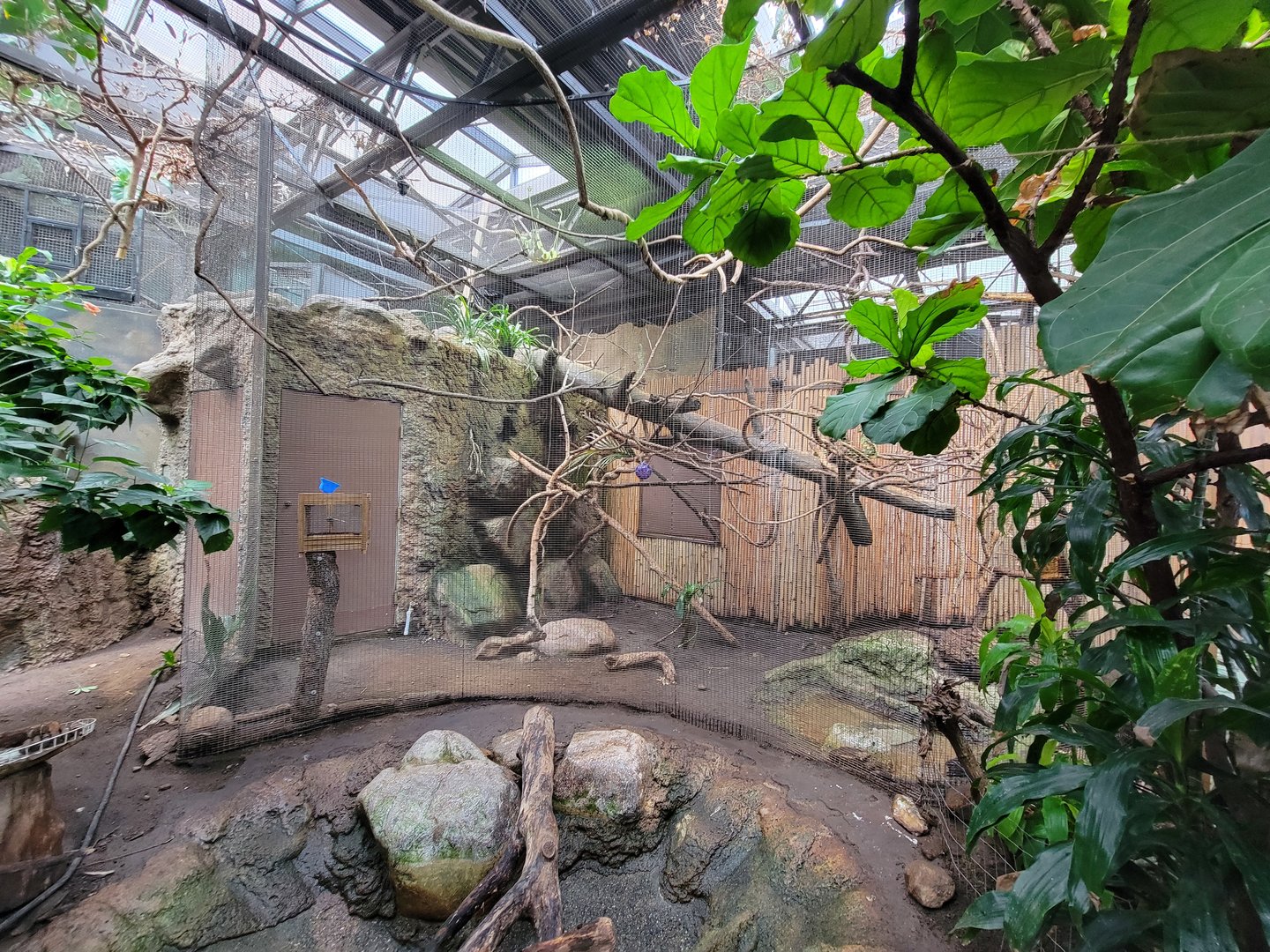 Beardsley 7/22 - Rainforest Building, Goeldi's marmoset