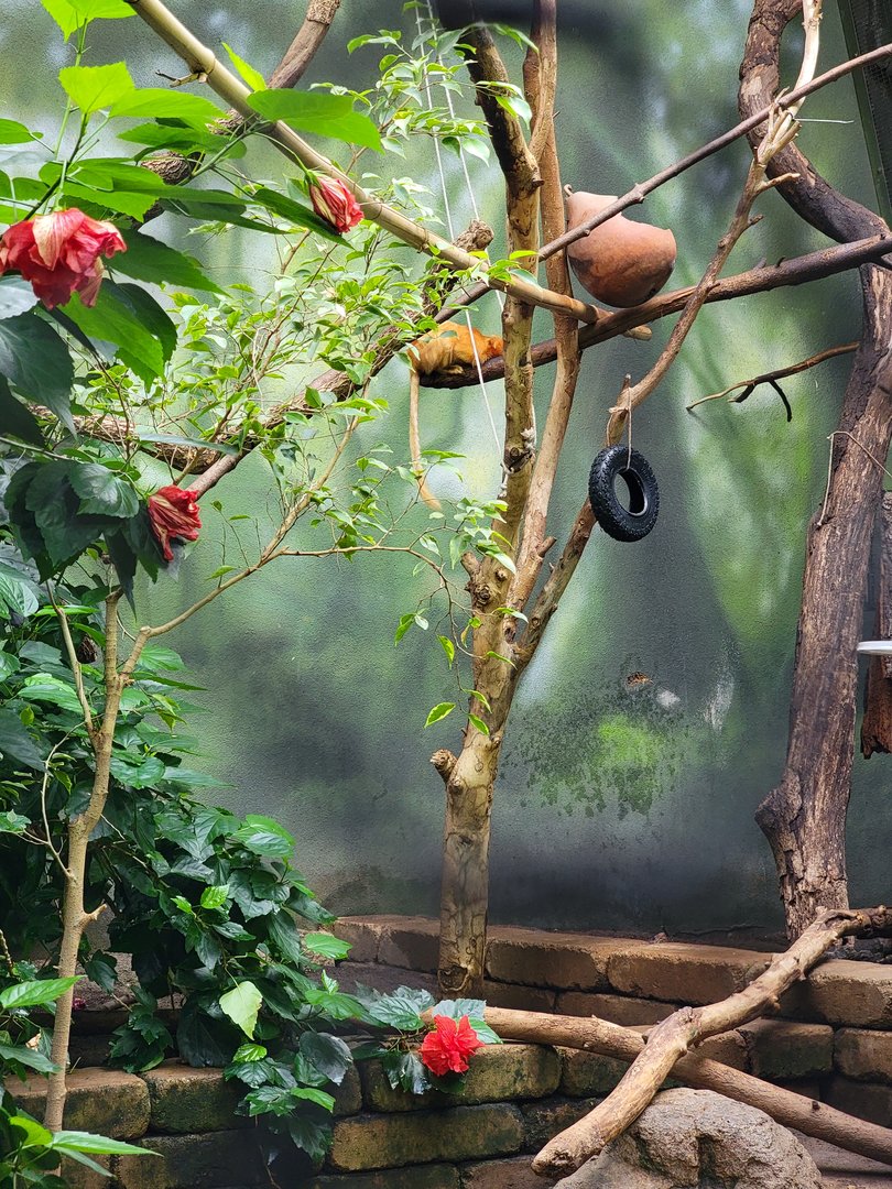 Beardsley 7/22 - Rainforest Building, golden lion tamarins