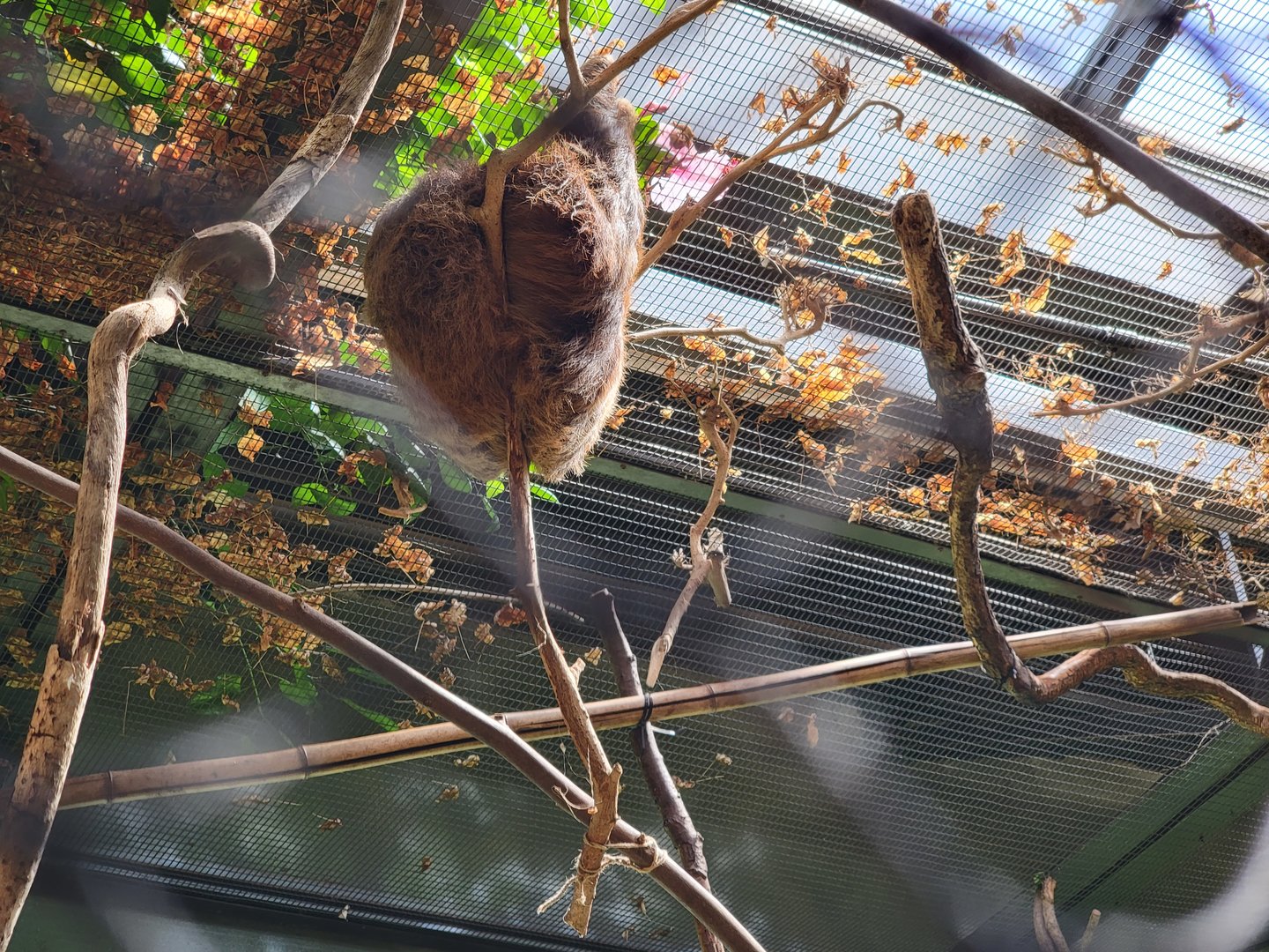 Beardsley 7/22 - Rainforest Building, Hoffman's sloth