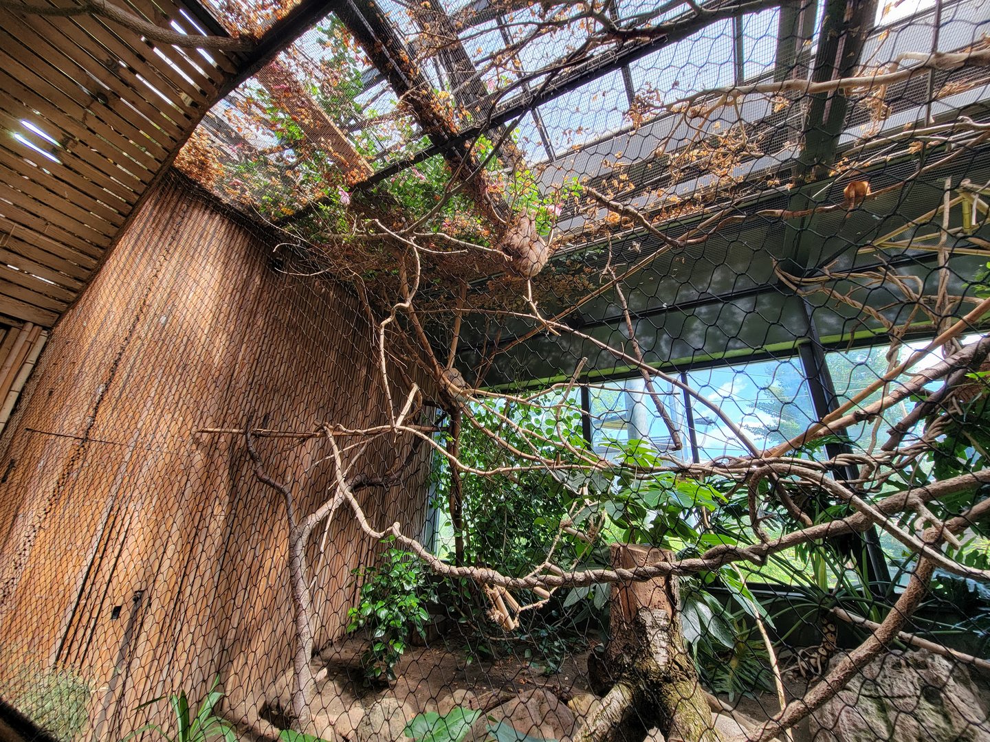 Beardsley 7/22 - Rainforest Building, Hoffman's sloths