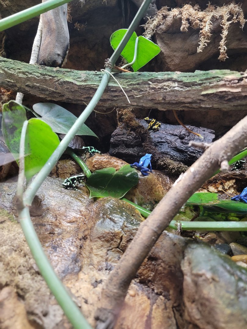 Beardsley 7/22 - Rainforest Building, poison dart frogs