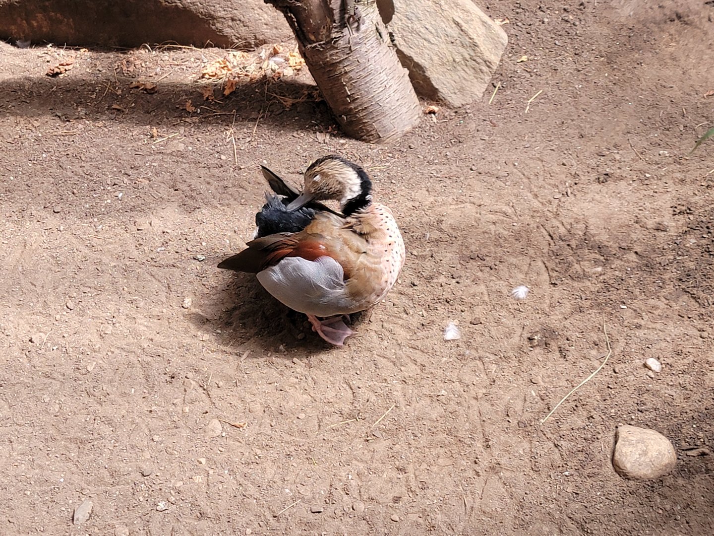 Beardsley 7/22 - Rainforest Building, ringed teal