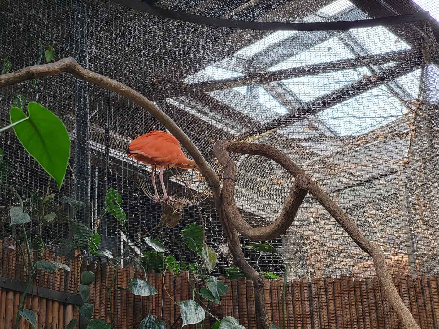 Beardsley 7/22 - Rainforest Building, scarlet ibis