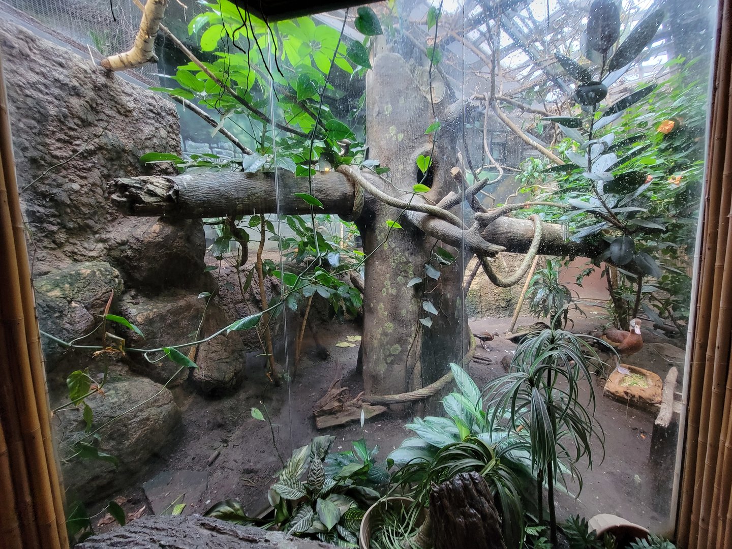 Beardsley 7/22 - Rainforest Building, viewing window into back of open air exhibit