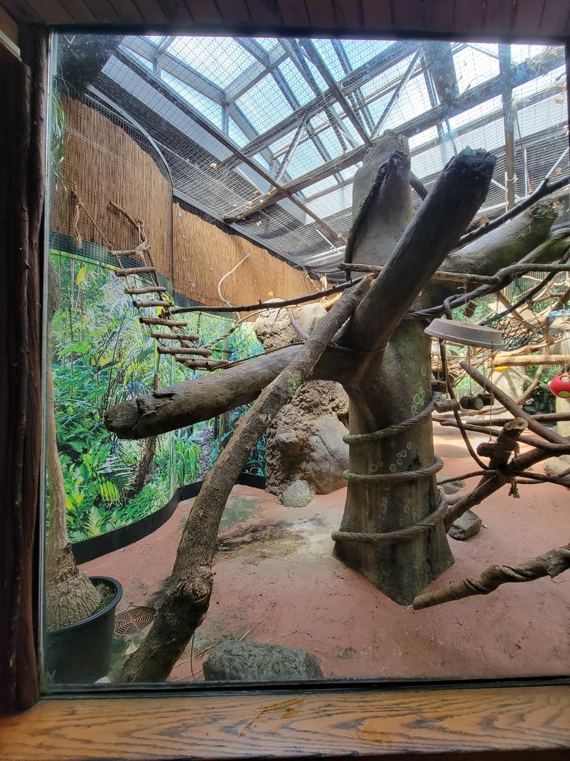 Beardsley 7/22 - Rainforest Building, white-faced saki and black howler