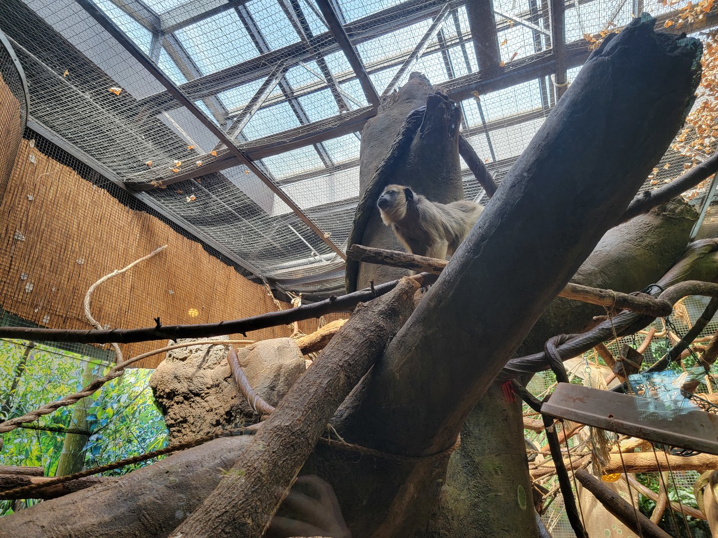 Beardsley 7/22 - Rainforest Building, white-faced saki and black howler