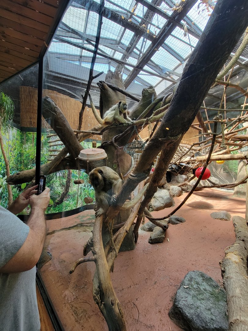 Beardsley 7/22 - Rainforest Building, white-faced saki and black howler