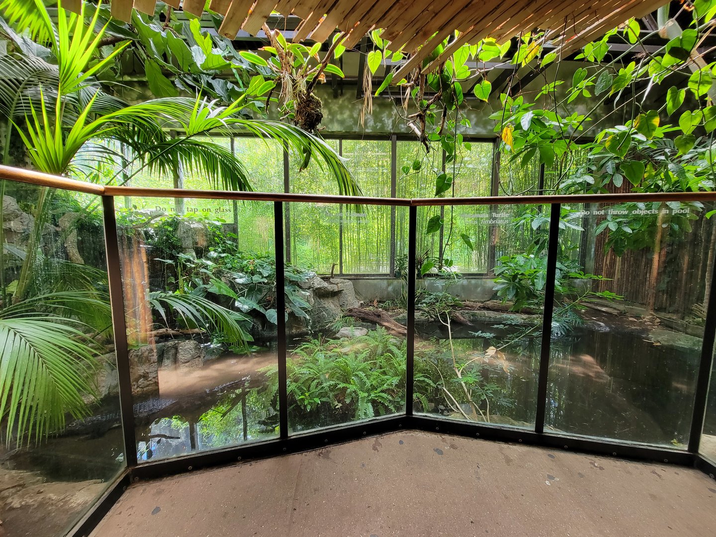 Beardsley 7/22 - Rainforest Building, Yacare caiman exhibit