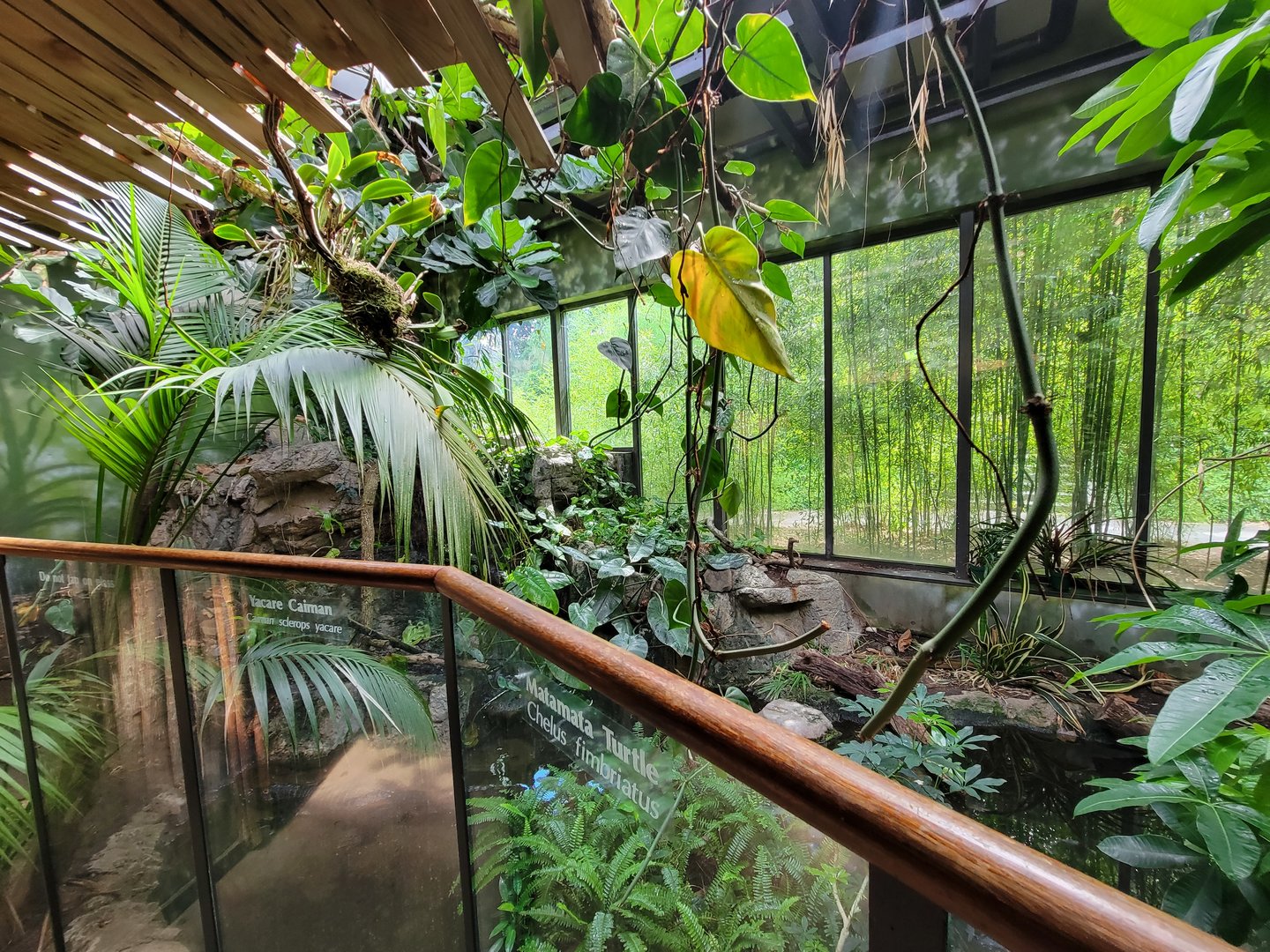 Beardsley 7/22 - Rainforest Building, Yacare caiman exhibit