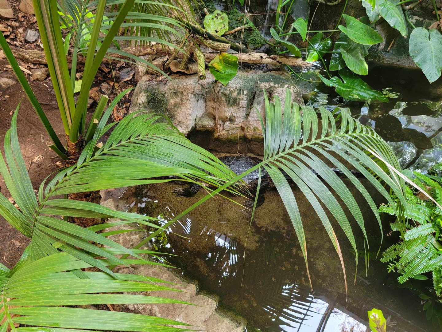 Beardsley 7/22 - Rainforest Building, Yacare caiman