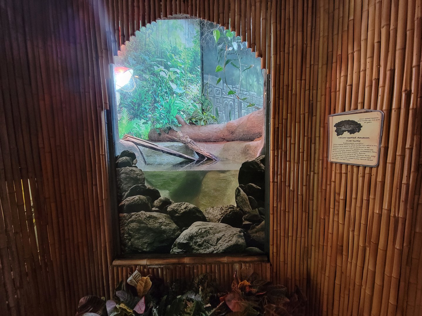 Beardsley 7/22 - Rainforest Building, yellow-spotted Amazon river turtle