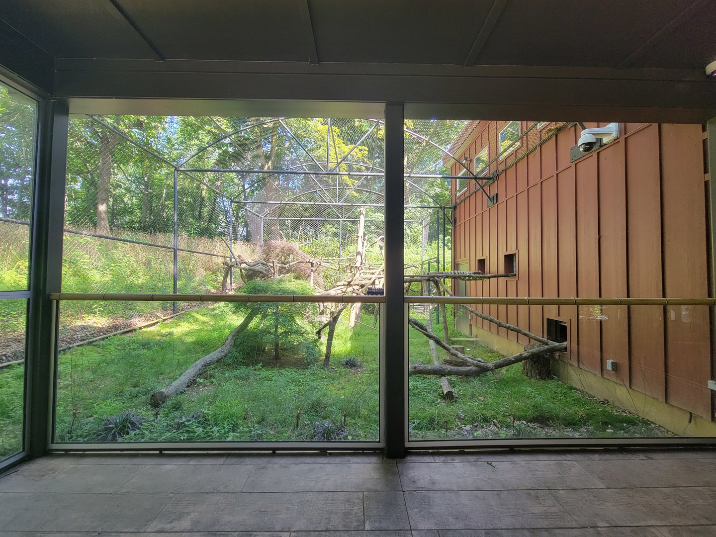 Beardsley 7/22 - Red panda outdoor yard