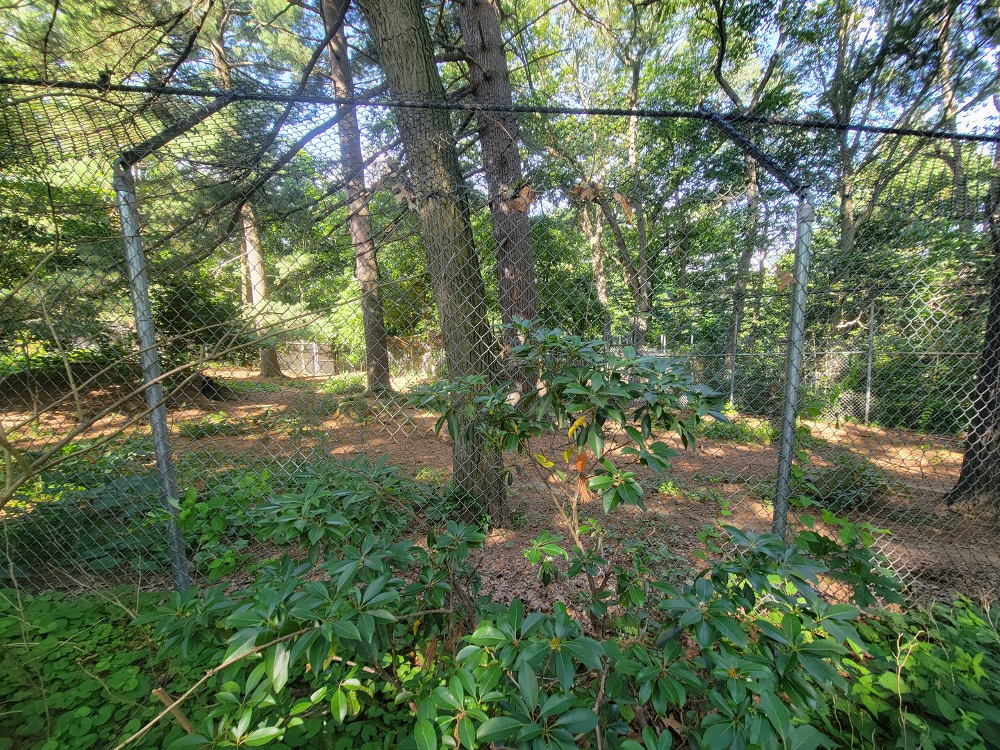 Beardsley 7/22 - Red wolf yard