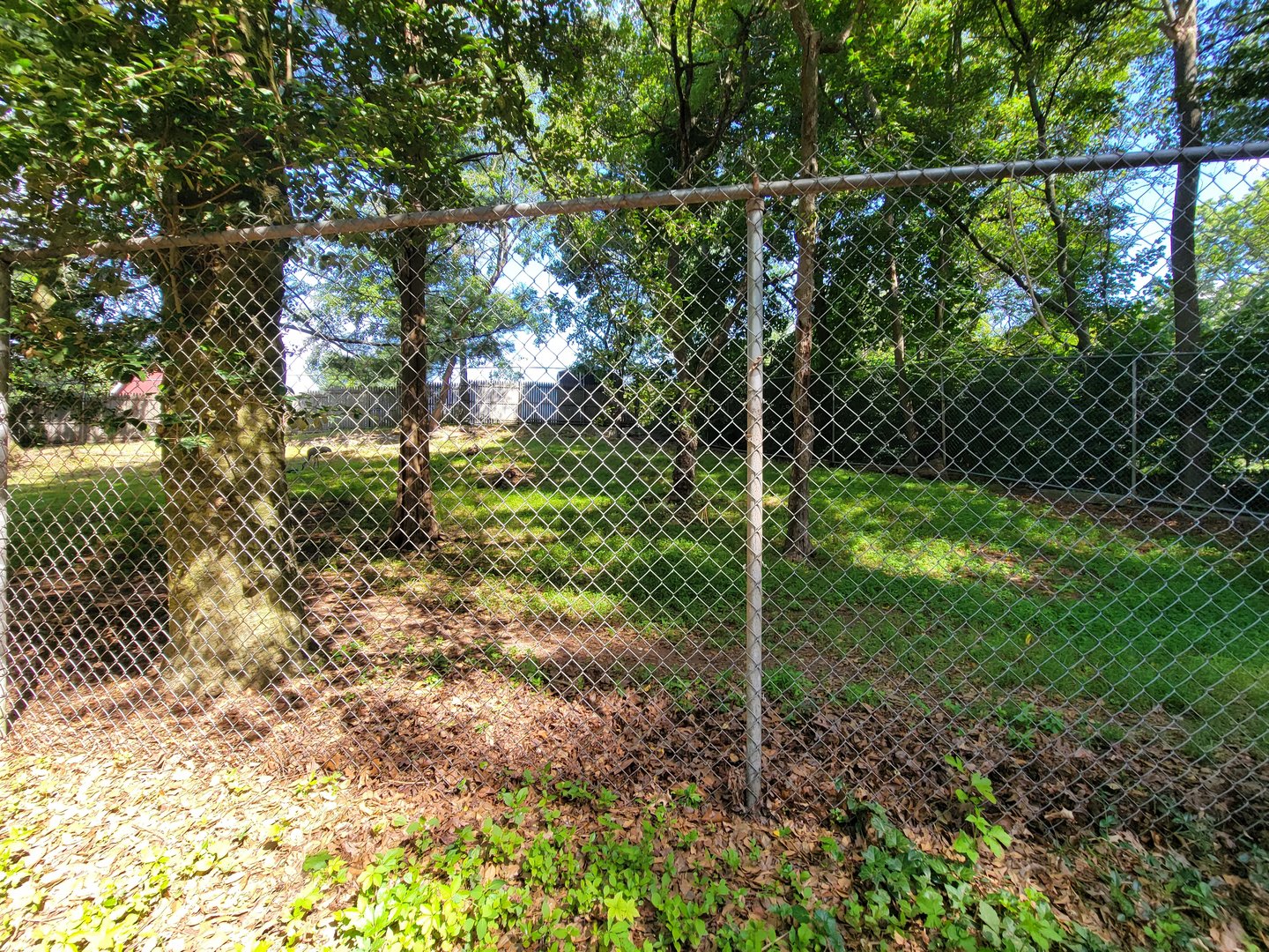 Beardsley 7/22 - Sandhill crane yard