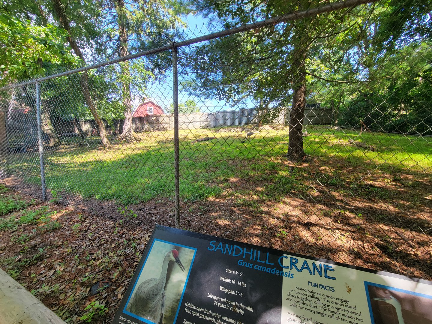 Beardsley 7/22 - Sandhill crane yard
