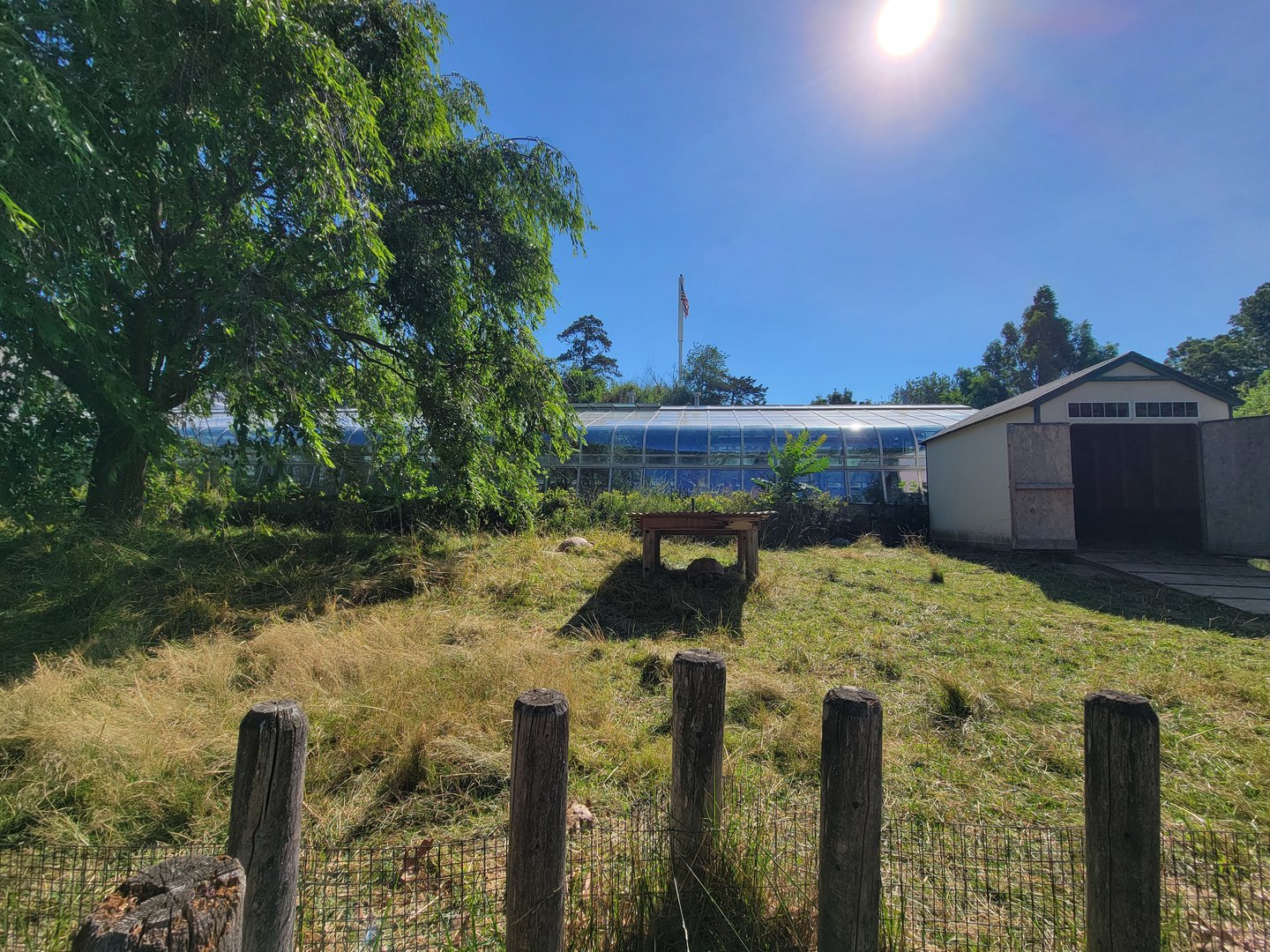Beardsley 7/22 - Sulcata yard, greenhouse