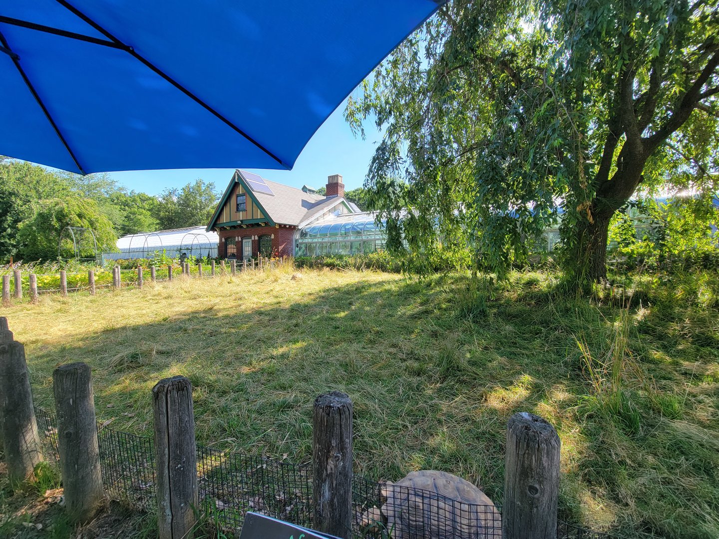 Beardsley 7/22 - Sulcata yard, greenhouse