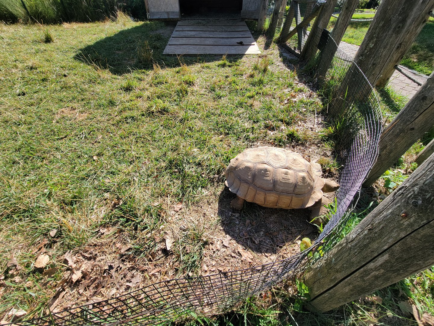 Beardsley 7/22 - Sulcata