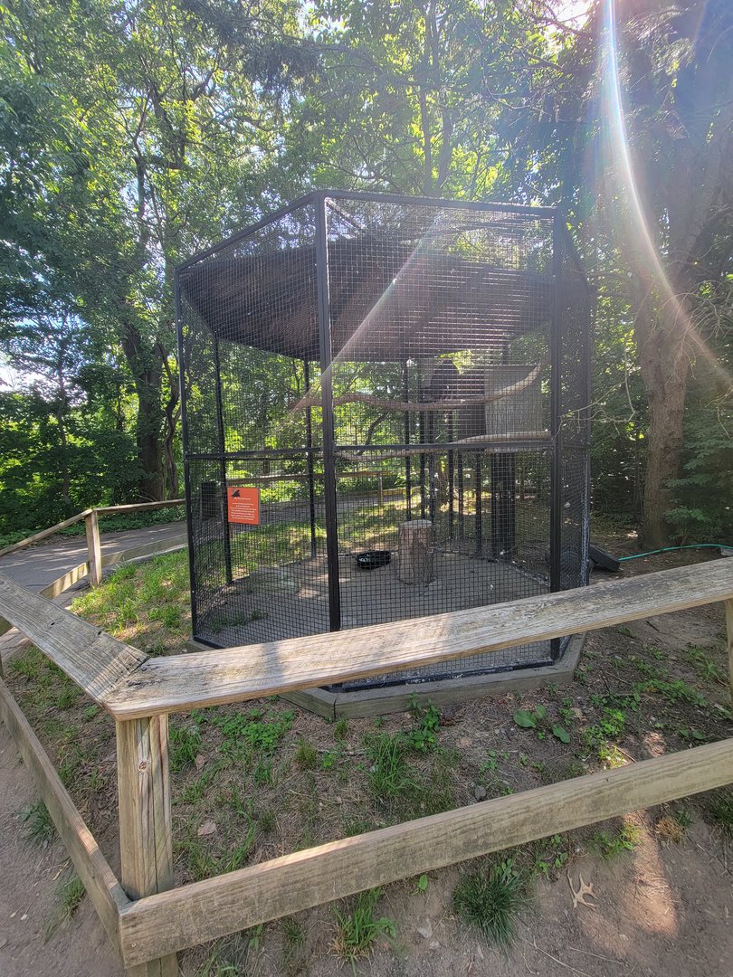 Beardsley 7/22 - Turkey vulture