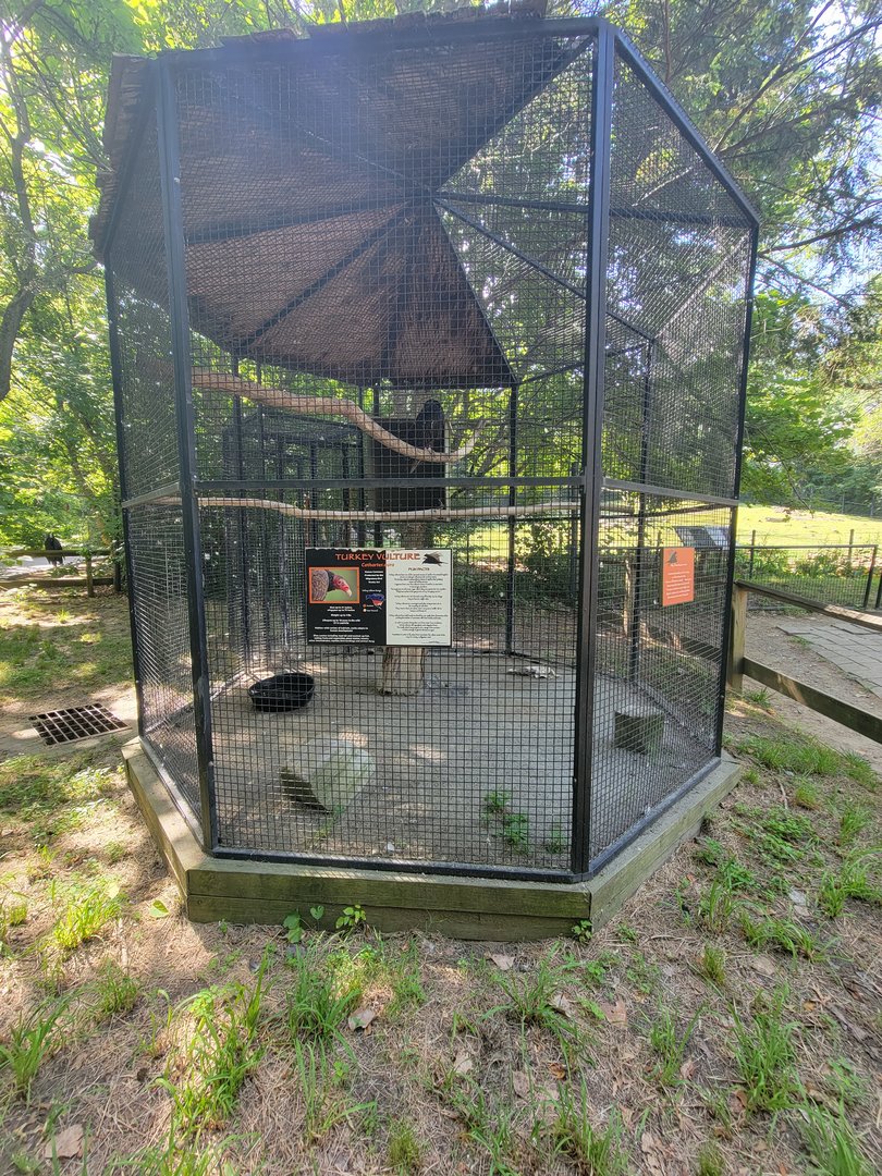 Beardsley 7/22 - Turkey vulture