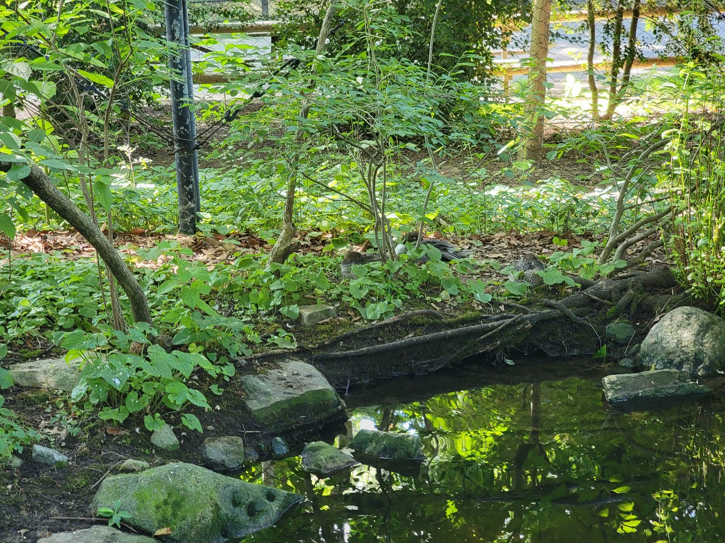 Beardsley 7/22 - Wetlands aviary, the three ducks I found
