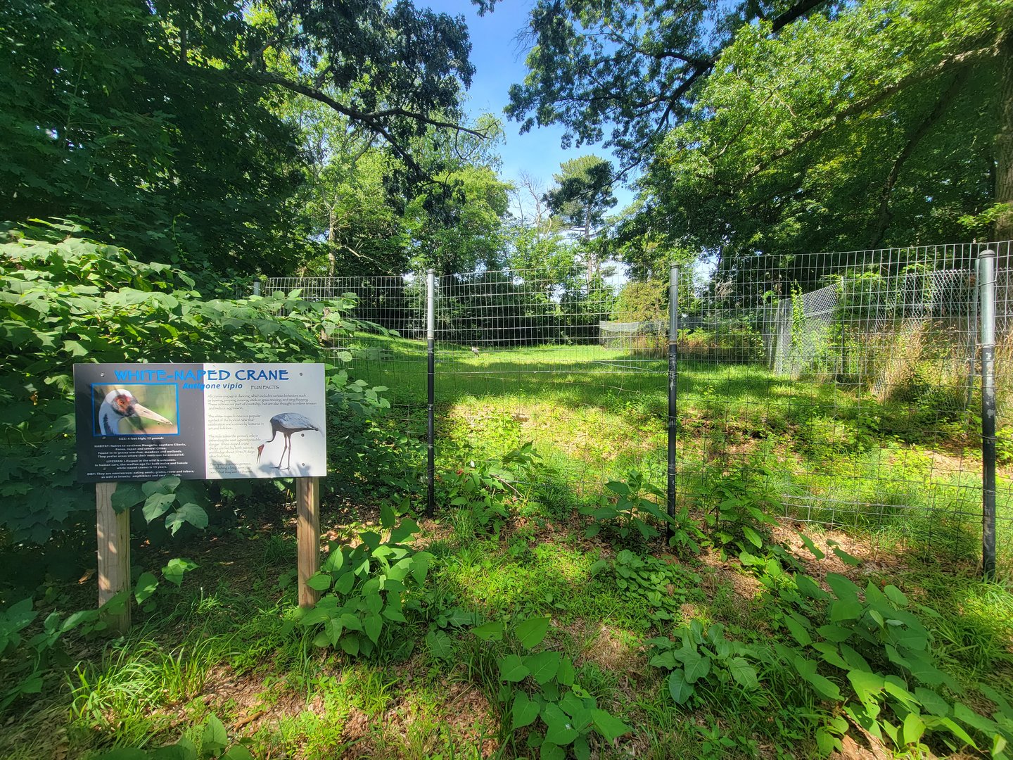 Beardsley 7/22 - White-naped crane yard